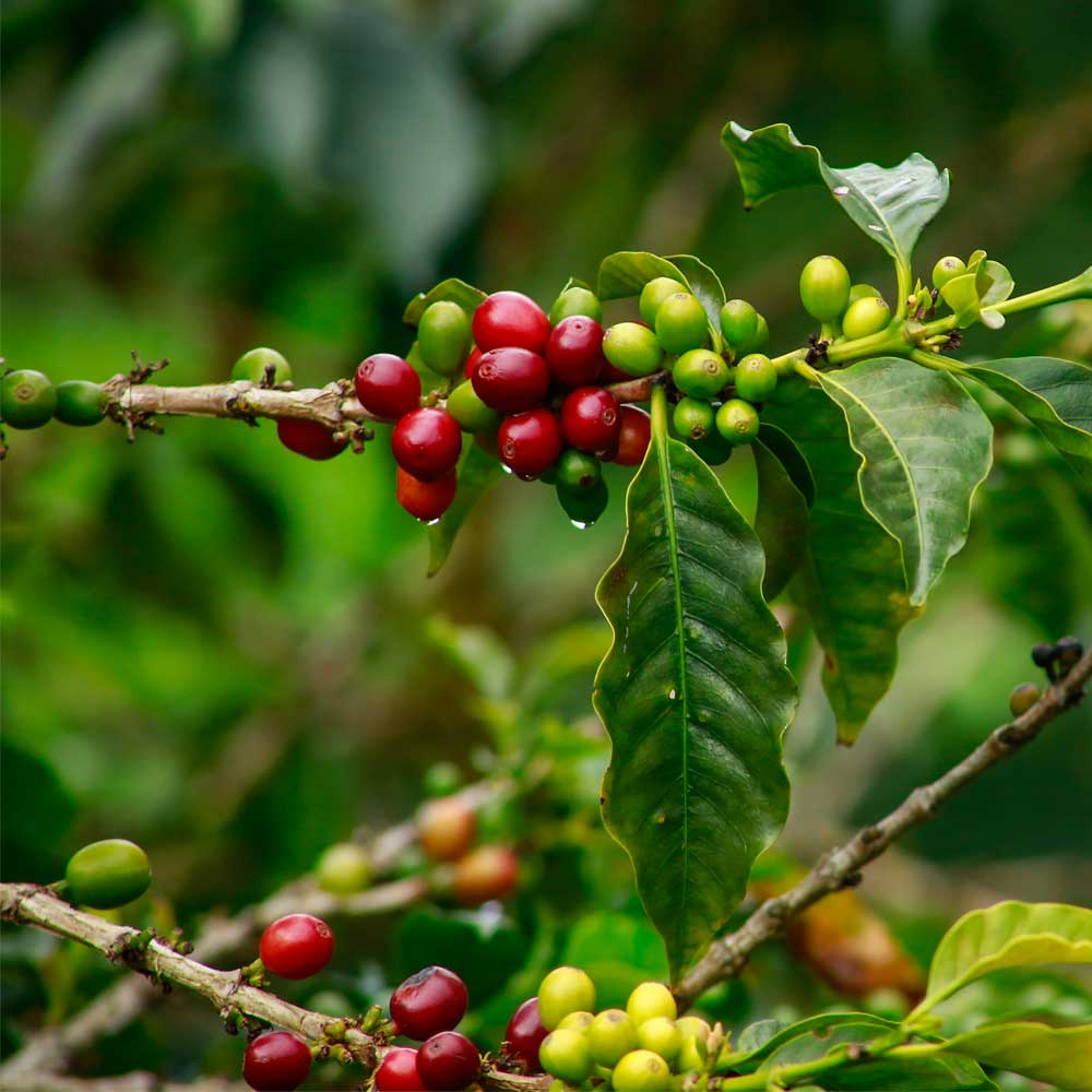 La importancia de los cambios climáticos en la industria del café de especialidad